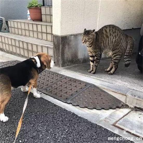 猫咪弓背什么意思？