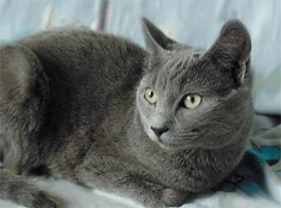 猫咪张着嘴巴呼吸急促 猫咪是得哮喘了吗