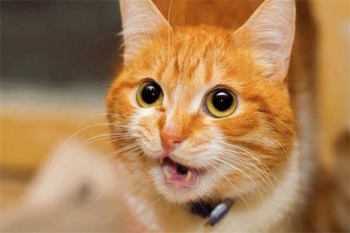猫咪往床上拉屎