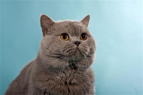 猫咪得了毛球症怎么治疗？