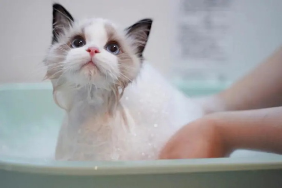猫咪得了猫癣怎么办？