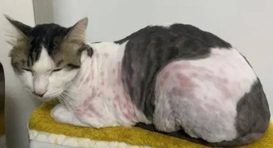 猫咪得了肠胃炎还拉血了怎么办