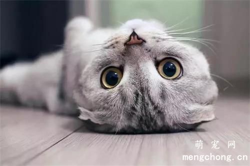 猫咪心情不好怎么办？