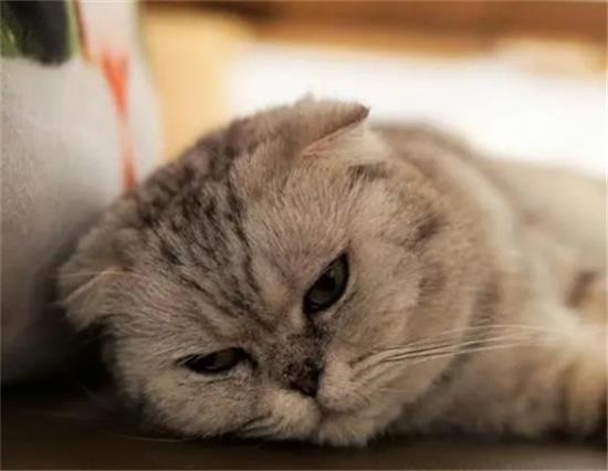 猫咪忍受疼痛的表现