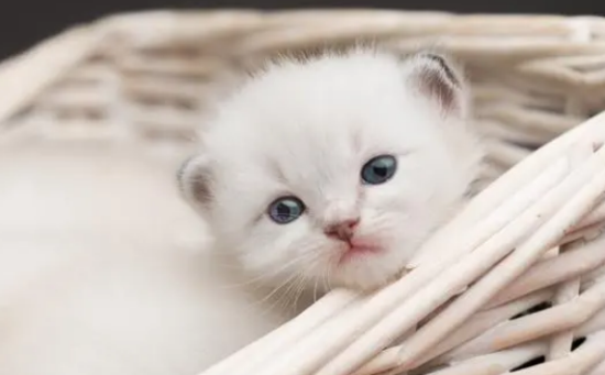 猫咪怀孕后期拉稀怎么办呢