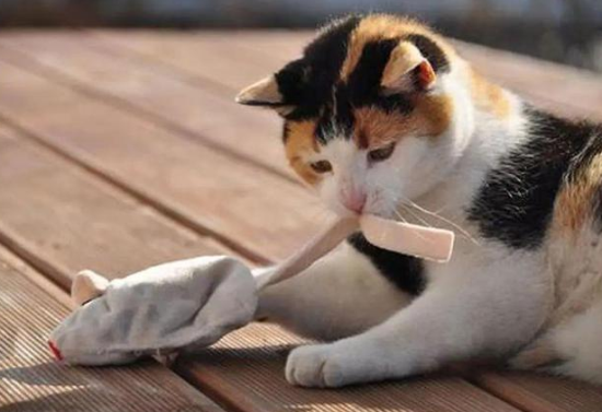 猫咪怕樟脑丸的味道吗