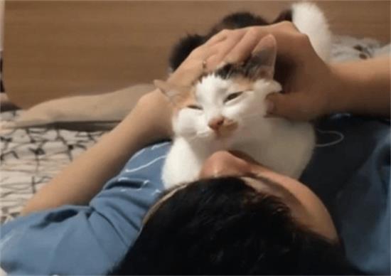 猫咪思念主人，会有这7种行为