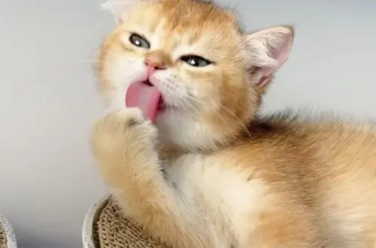 猫咪总去猫砂盆