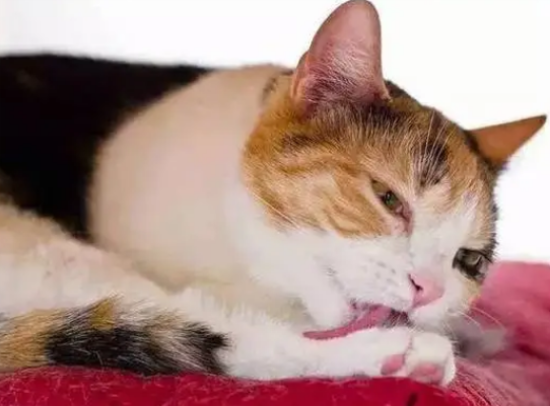 猫咪总咳嗽像气管不好似的怎么回事