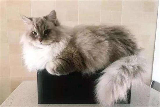 猫咪总是喜欢攀爬高处到底是为什么？