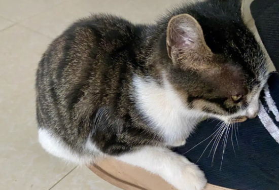 猫咪总是在人身上踩来踩去是为什么