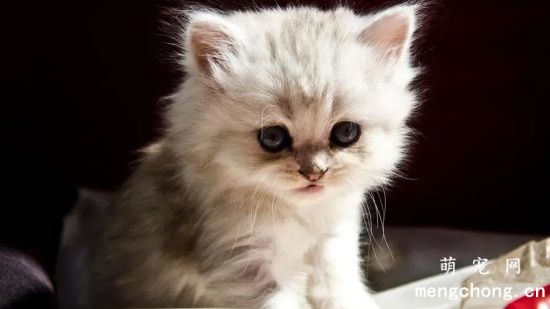 猫咪患寄生虫的七大症状