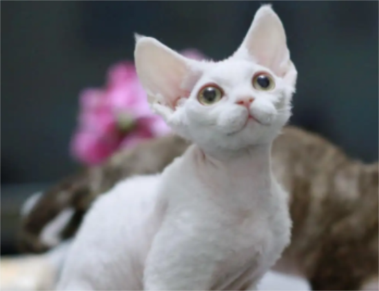 猫咪感冒的症状有哪些？