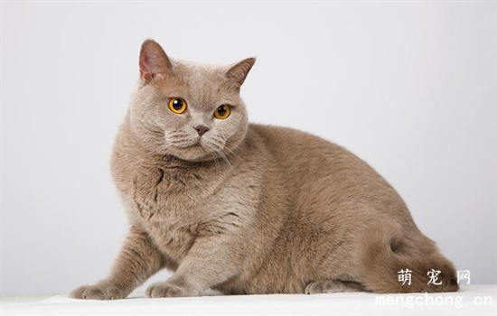 猫咪成长的不同阶段 如何选择猫粮