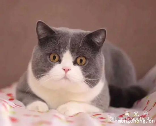 猫咪打呼噜像有痰一样是怎么回事？