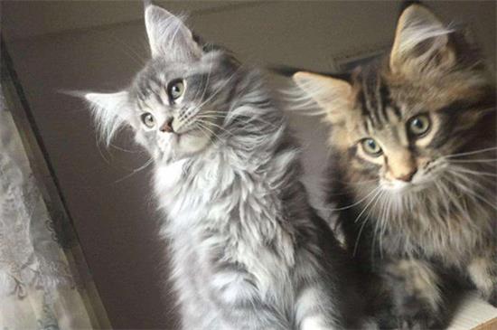 猫咪打喷嚏、有鼻屎咋回事呀？