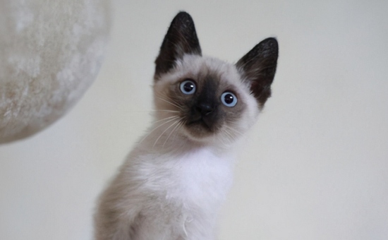猫咪打喷嚏但是很活泼 猫咪打喷嚏但是很活泼怎么办