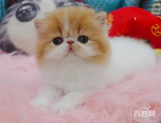 猫咪打喷嚏发烧怎么办