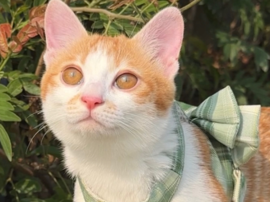 猫咪打完止吐针还一直呕吐，该怎么办？养护方法有哪些？