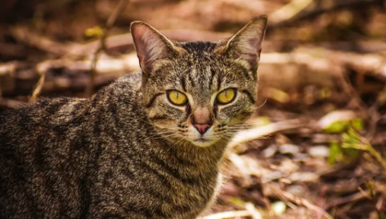 猫咪打完止吐针还一直呕吐，该怎么办？养护方法有哪些？