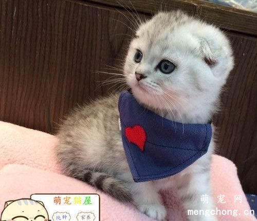猫咪打完狂犬多久可以洗澡？