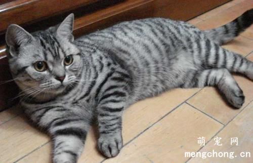 猫咪打完疫苗可以洗澡吗