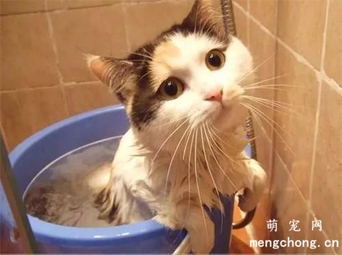 猫咪打完疫苗多久可以洗澡