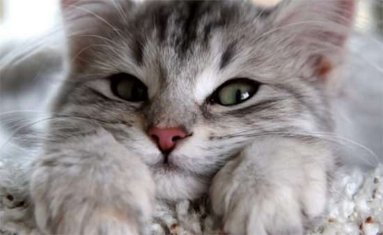 猫咪托运一般需要多少钱