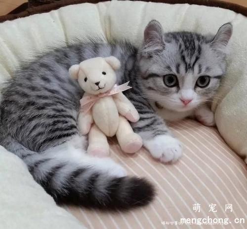 猫咪把奶嘴头吃了怎么办？