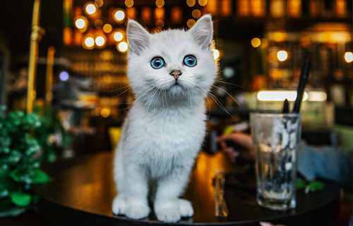 猫咪抑郁症有哪些表现,猫咪抑郁怎么办?(图1) 猫咪抑郁症有哪些表现,猫咪抑郁怎么办?