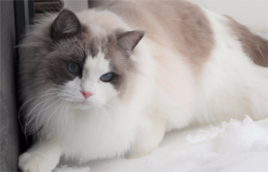 猫咪抑郁症表现和解决办法