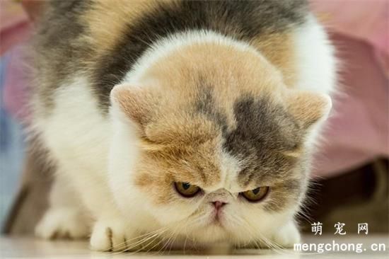 猫咪抑郁的表现有哪些症状？