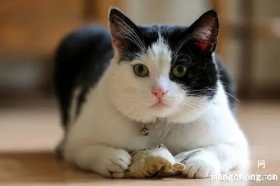 猫咪拉完屎要擦吗