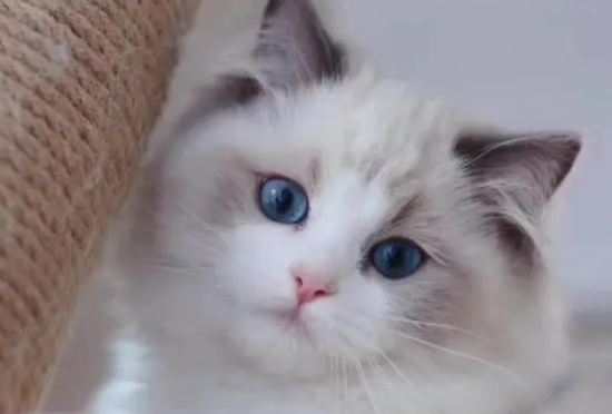 猫咪拉屎带血