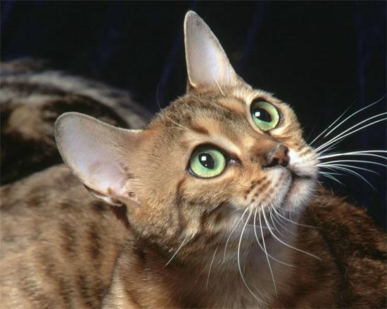 猫咪拉稀拉水了