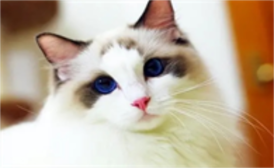 猫咪拉肚子吃什么药最有效
