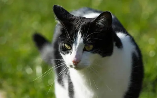 猫咪指甲剪出血怎么办?