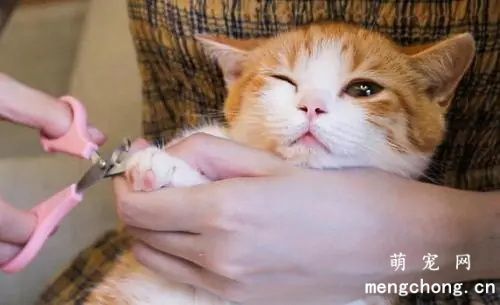 猫咪指甲剪怎么用?