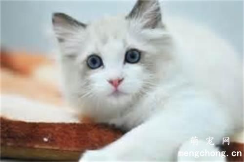 猫咪指甲根部发炎红肿怎么办