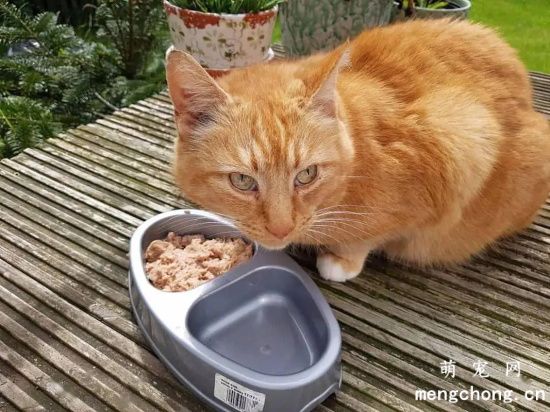 猫咪挑食的原因有哪些？(小猫咪挑食怎么回事)