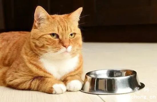 猫咪挑食,吃的特别少怎么办?
