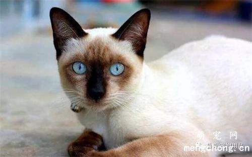 猫咪换粮的时候就软便呕吐是什么原因？