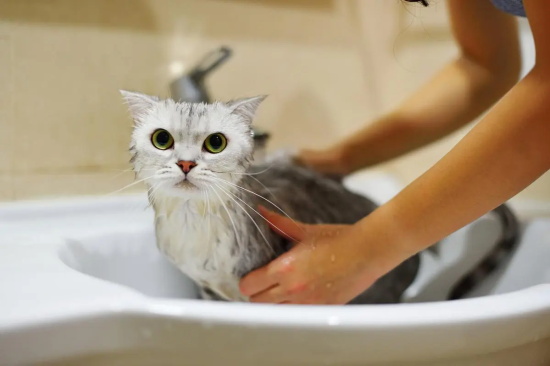 猫咪掉毛严重用什么沐浴露好？