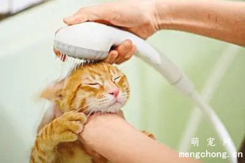猫咪掉毛严重用什么沐浴露好？
