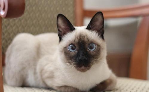 猫咪掉毛有什么原因?