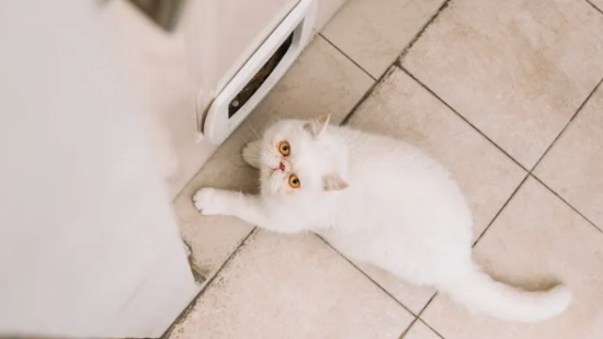 小猫为什么会掉毛？猫咪掉毛的原因和解决办法