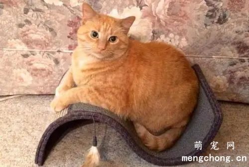 猫咪摇尾巴所代表的意思