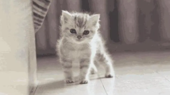 猫咪摔伤了能自愈吗