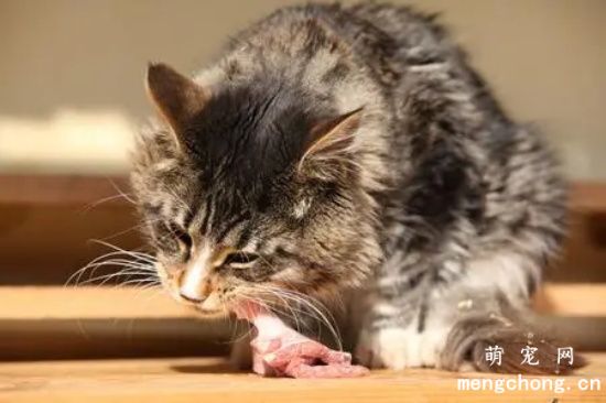 猫咪是否可以吃羊肉？