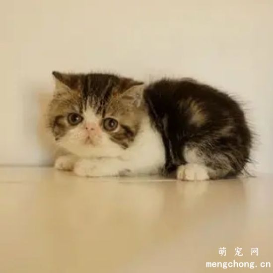 猫咪是如何判断食物好坏的？